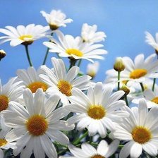 Схема вышивки «ромашковое поле»