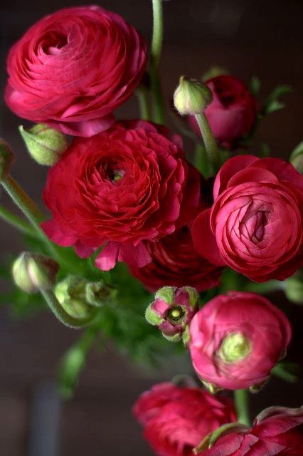 сногсшибательные цветы - цветы - оригинал