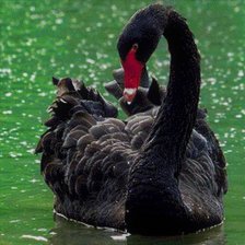 ЧЕРНЫЙ ЛЕБЕДЬ