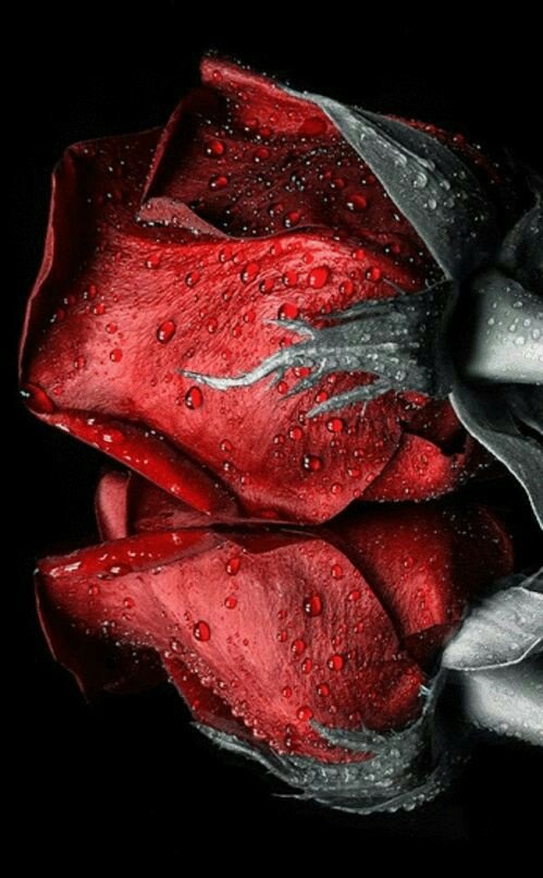 Cvety - оригинал