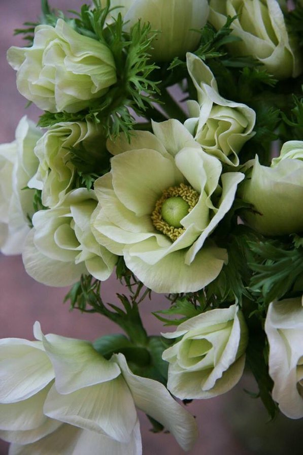 Cvety - оригинал