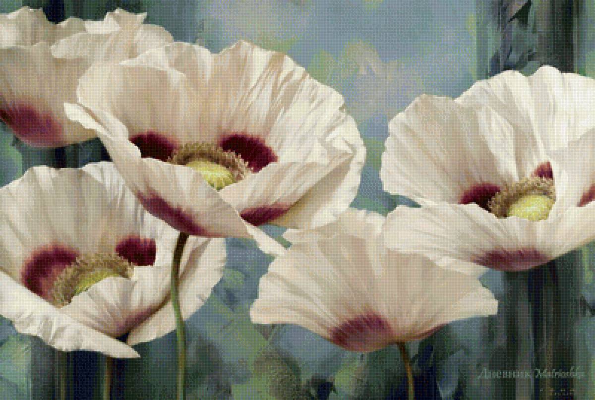 белые маки - маки, цветы - предпросмотр