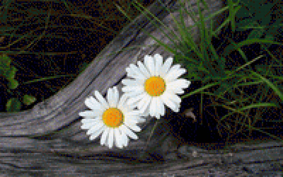 Margaridas - flores - предпросмотр