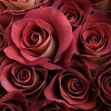 Схема вышивки «Rosa»