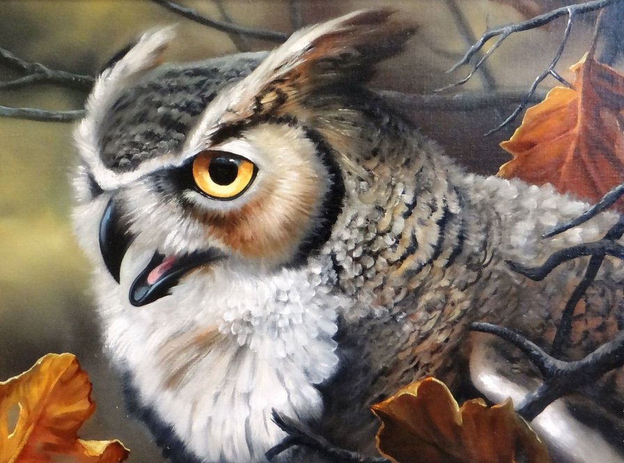 Сова - животные - оригинал