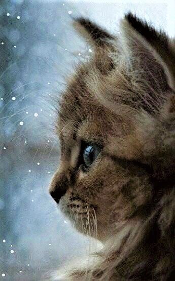 КОШКА - животные, природа, кошка - оригинал