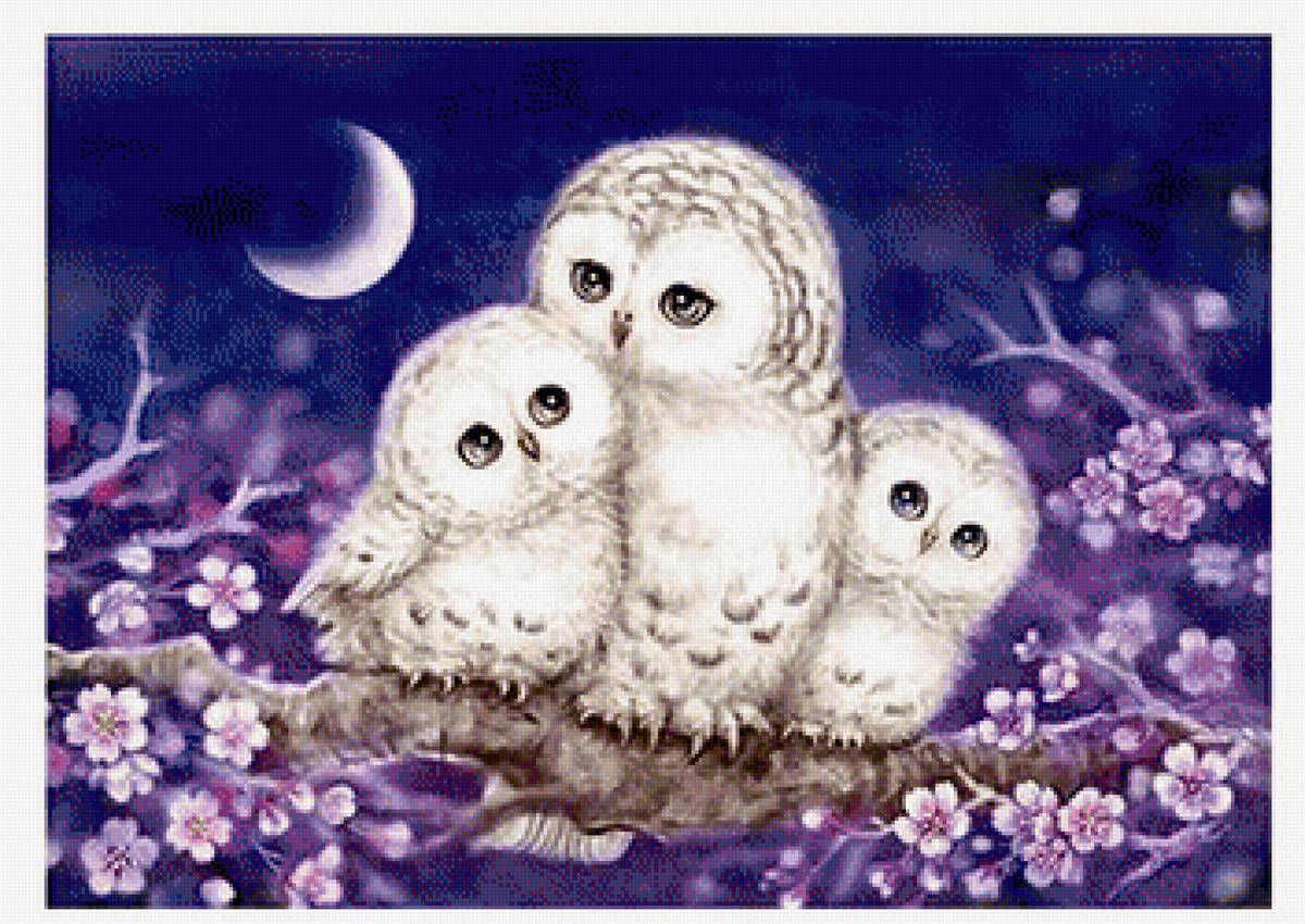 Сова5 - предпросмотр