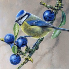 Схема вышивки «sýkorka,trnky»