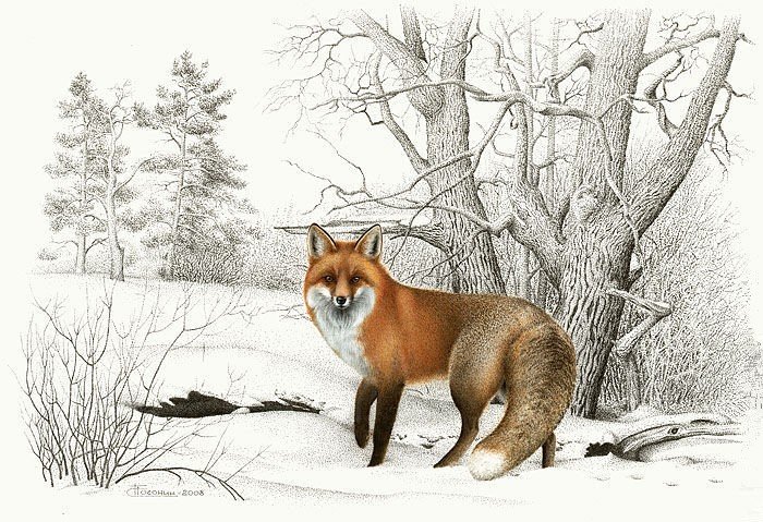 Лиса - животные - оригинал