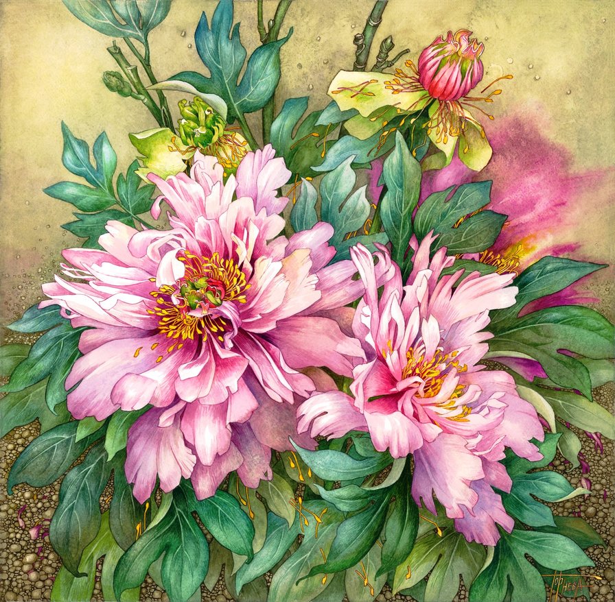 pivonie - оригинал