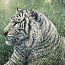 Схема вышивки «Тигр»