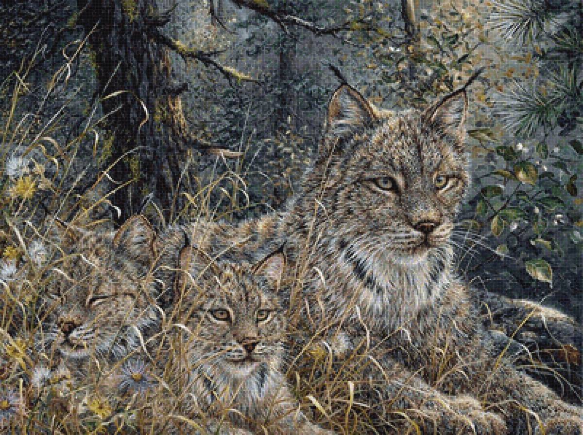 Рыси - животные - предпросмотр