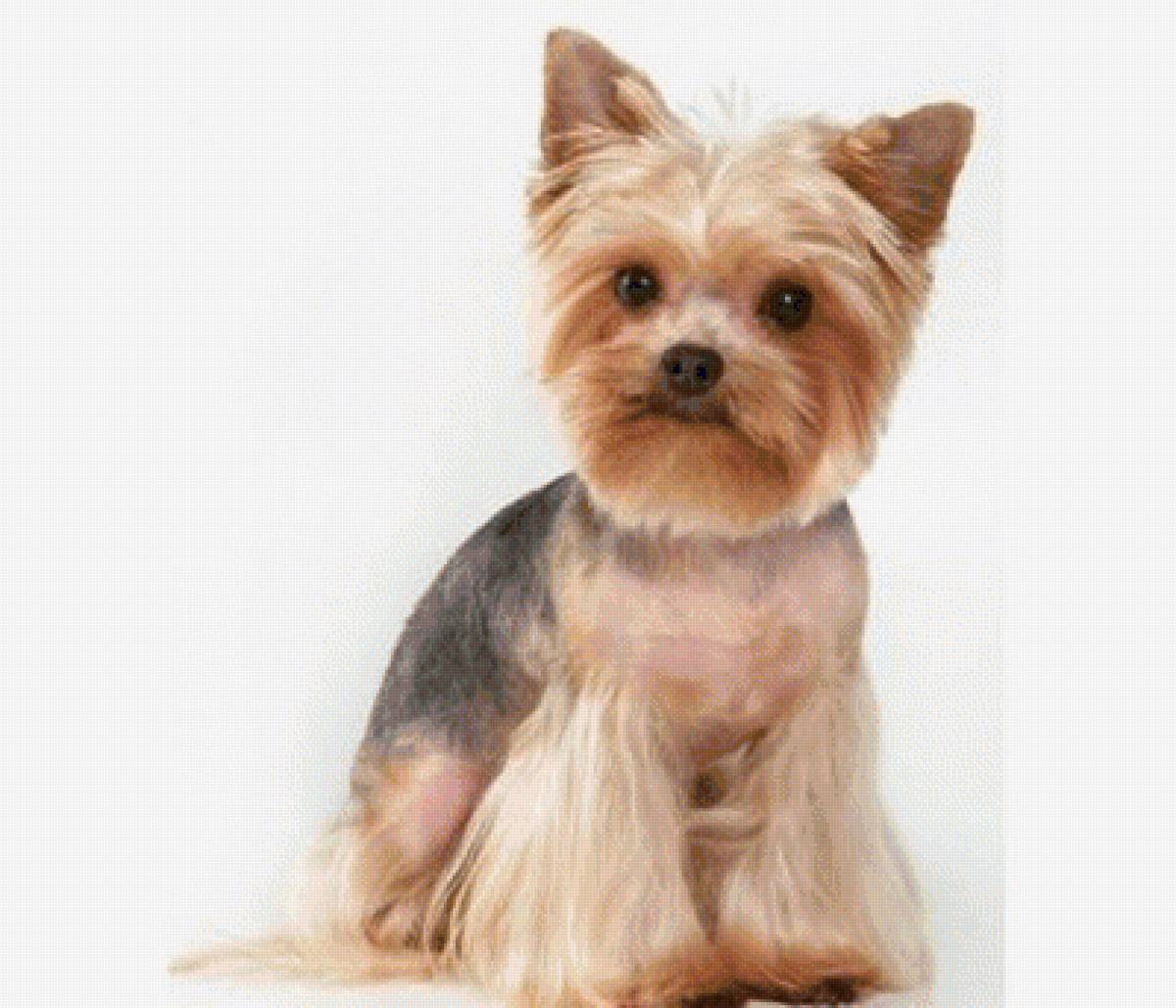 Йорчик- мальчик - йорк, собака - предпросмотр