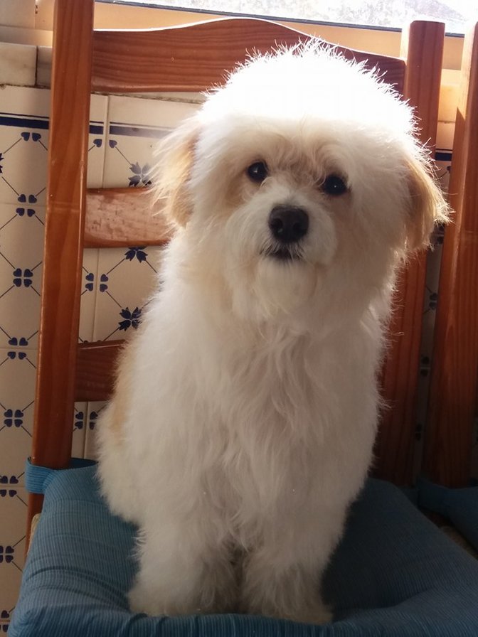 Cão - animais - оригинал