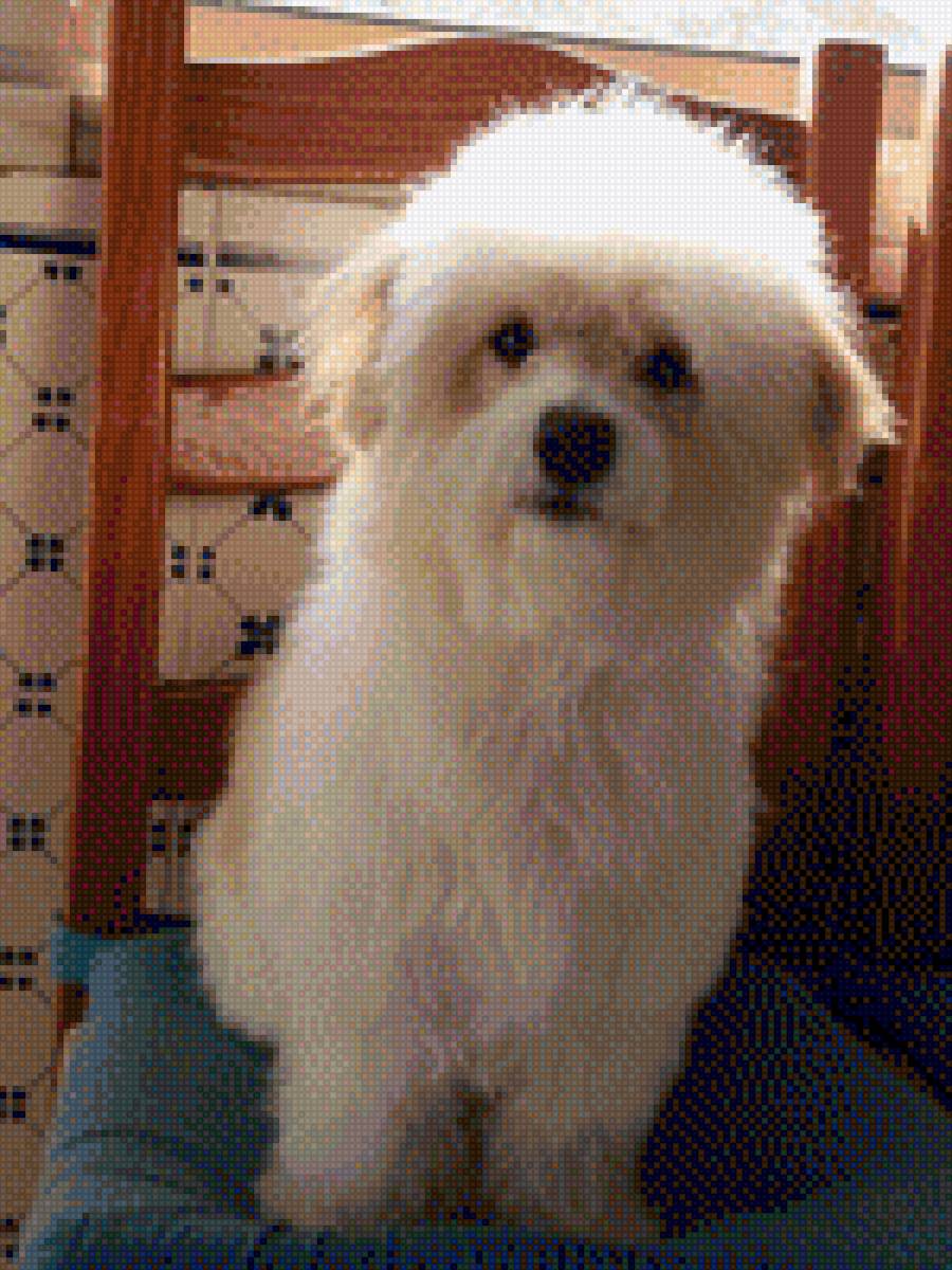 Cão - animais - предпросмотр