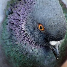 Схема вышивки «Голубь»