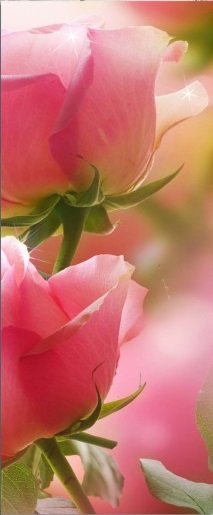 розы триптих 3 - триптих, цветы, розы - оригинал