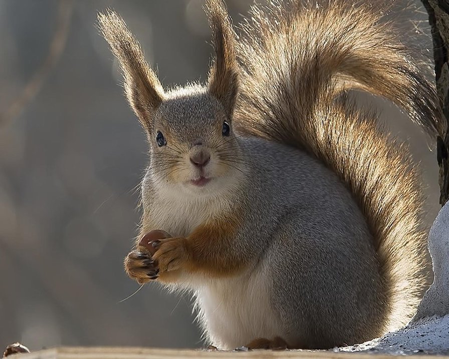 №1605724 - оригинал