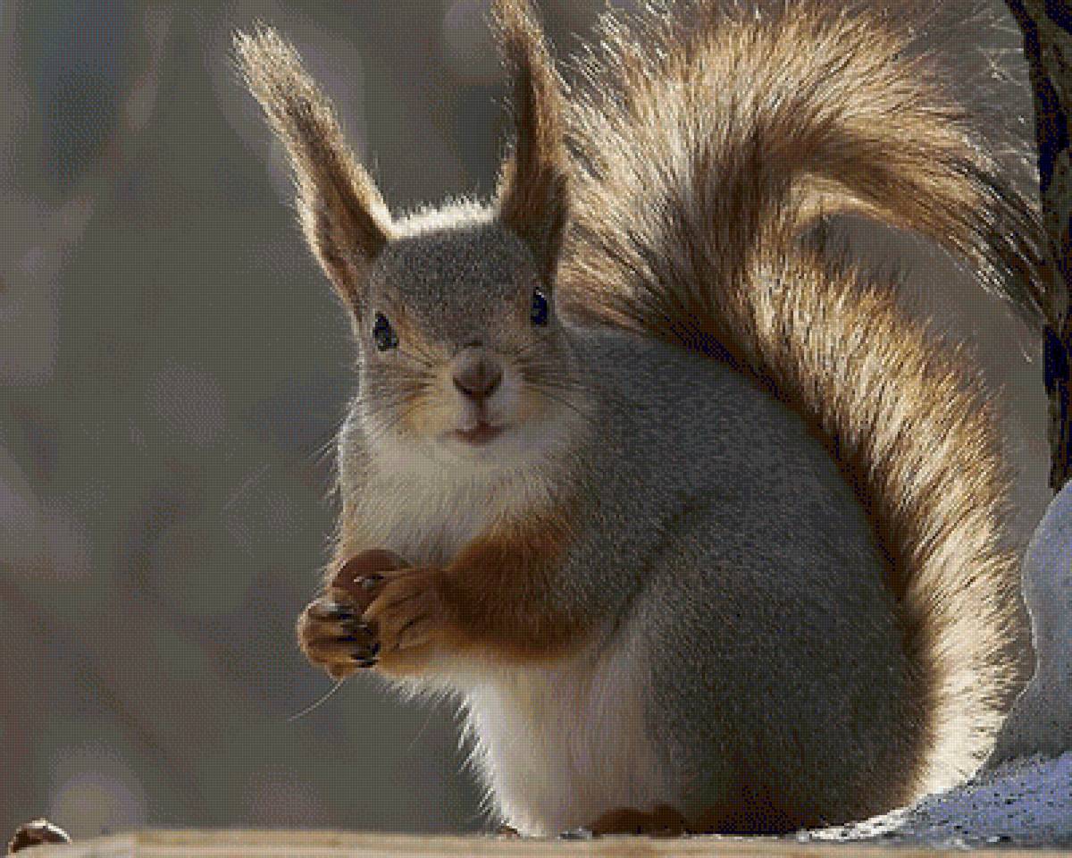 №1605724 - предпросмотр