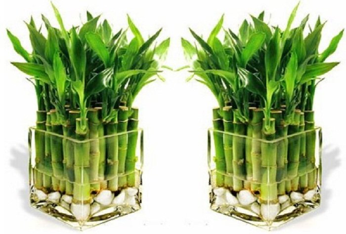 бамбук в квадратной вазе - цветы, бамбук - оригинал