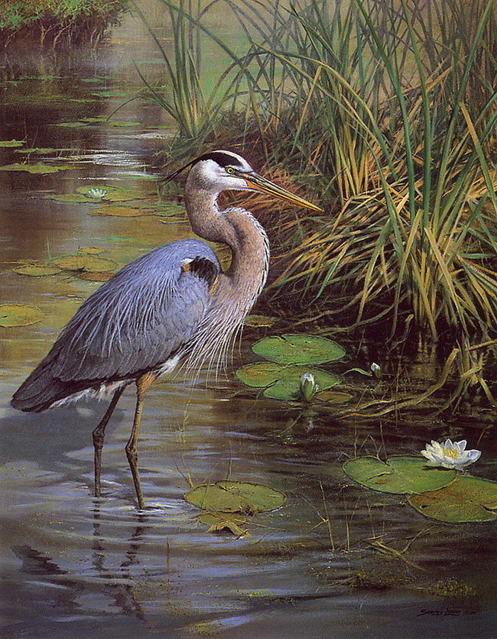 №1606216 - болото, птица, природа - оригинал