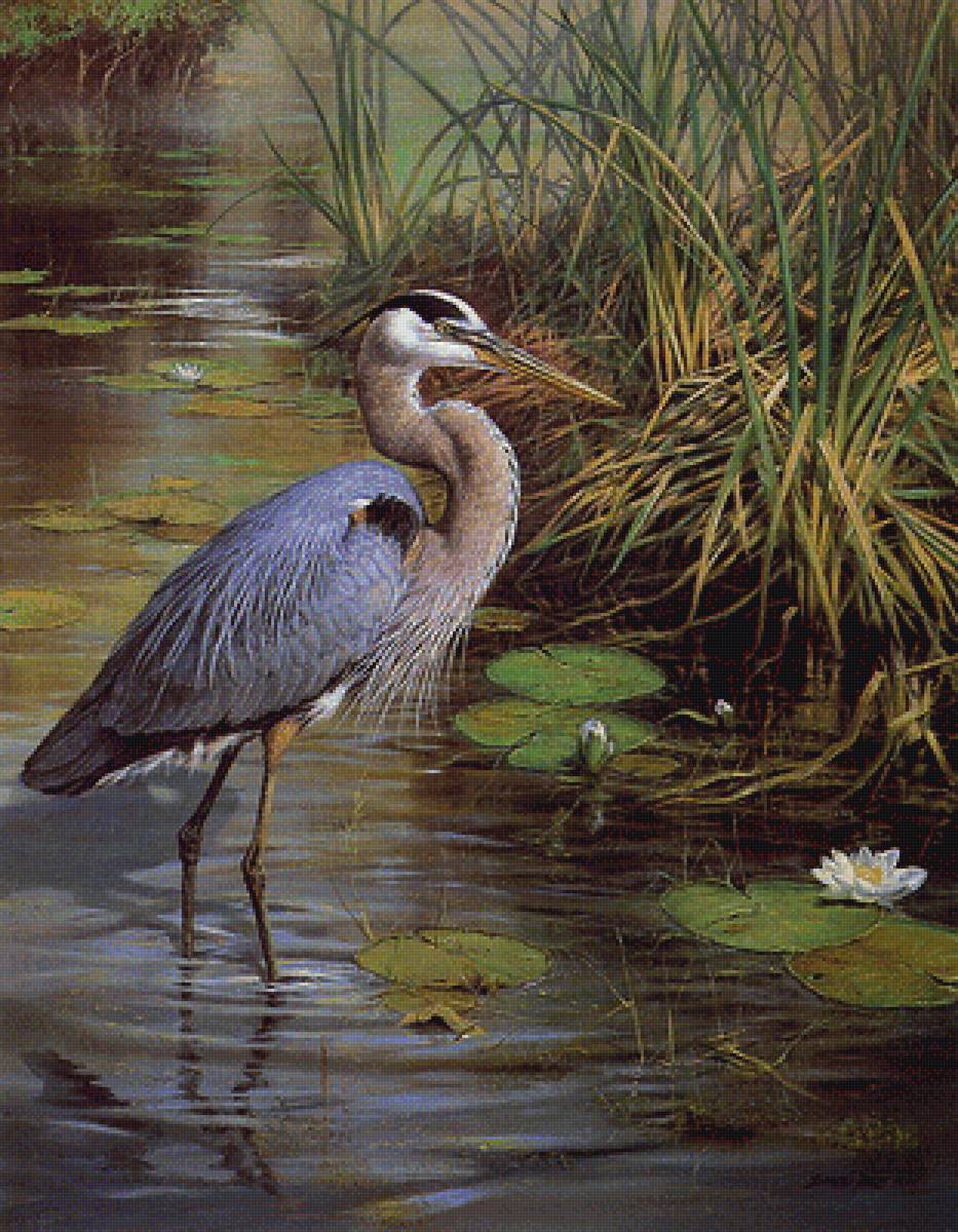 №1606216 - птица, природа, болото - предпросмотр