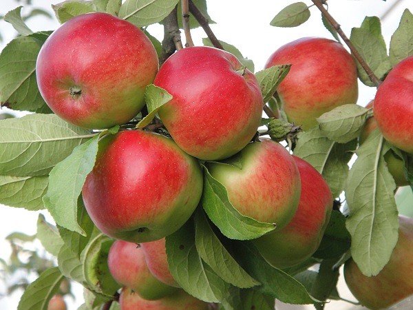 №1606601 - оригинал