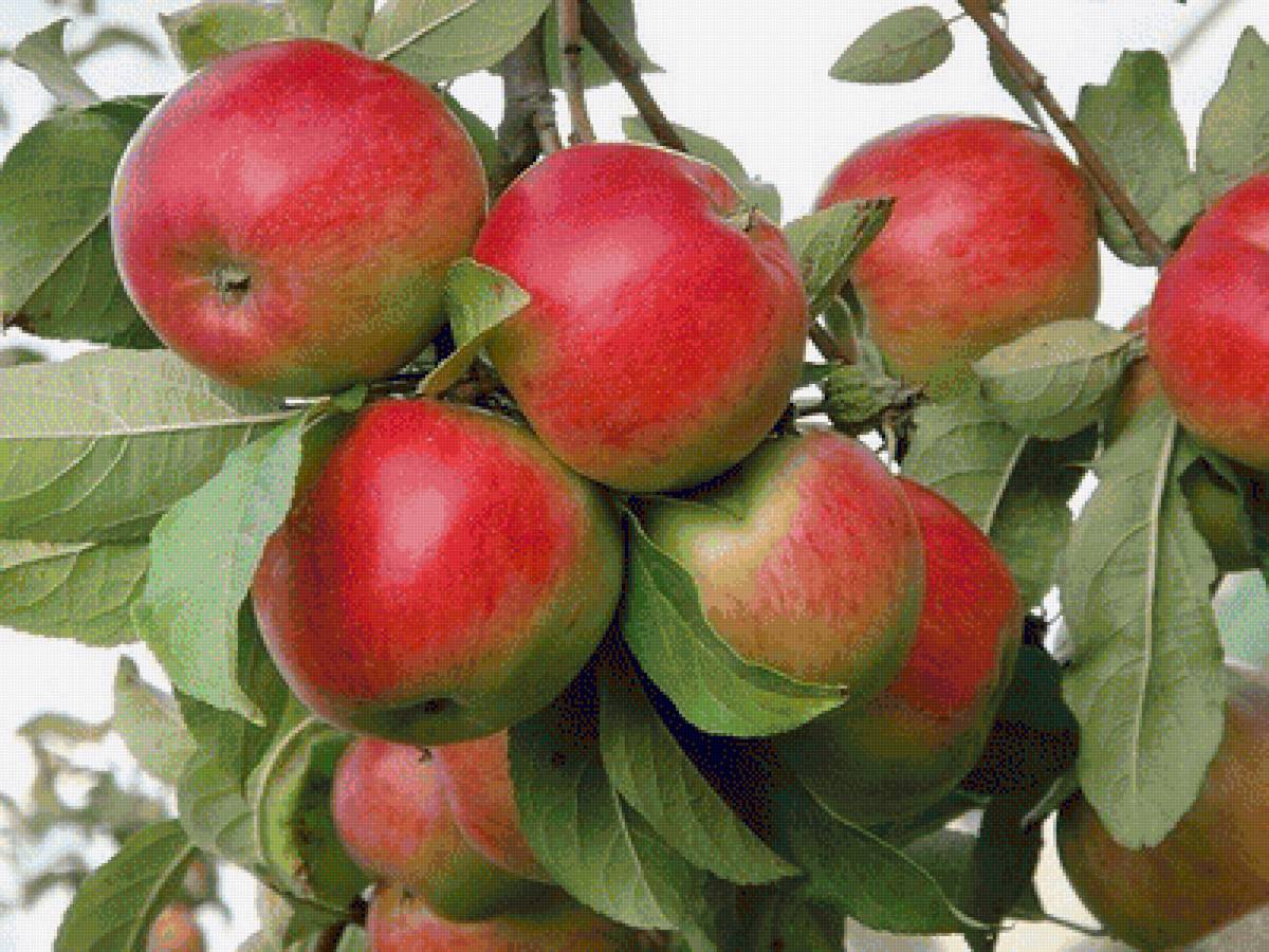 №1606601 - предпросмотр