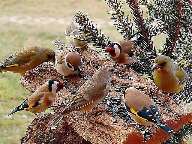 ptasia stołówka - оригинал