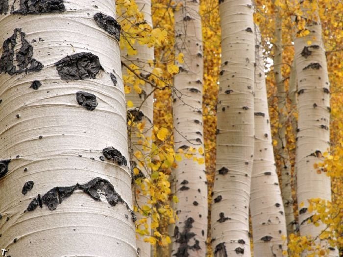 №1607252 - оригинал