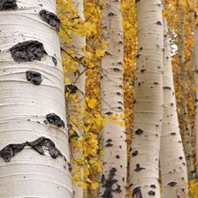 Схема вышивки «№1607252»