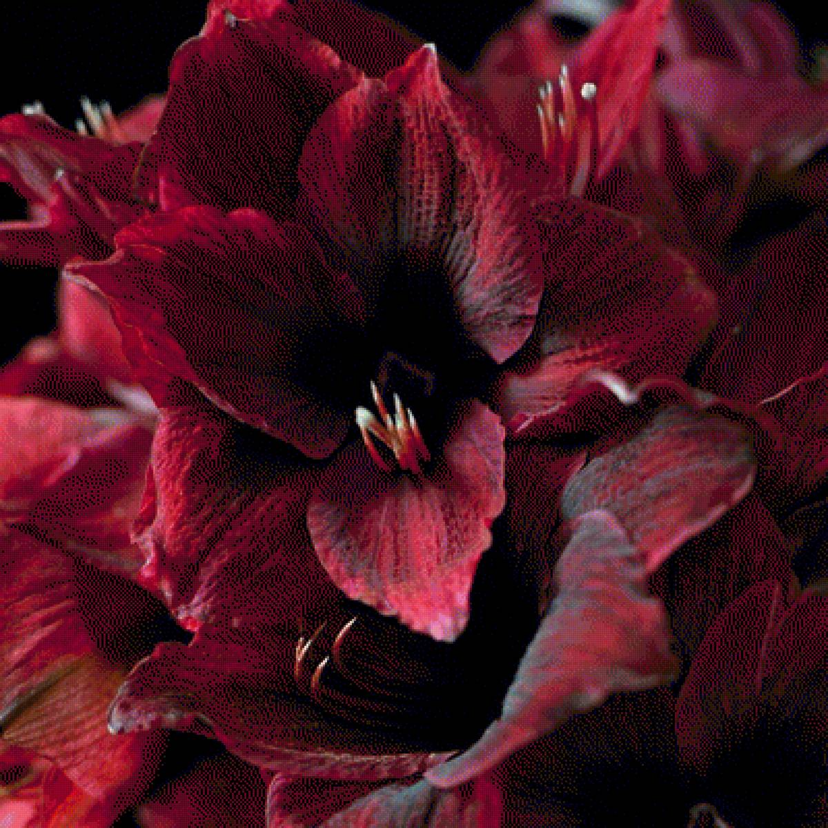 Cvety - предпросмотр