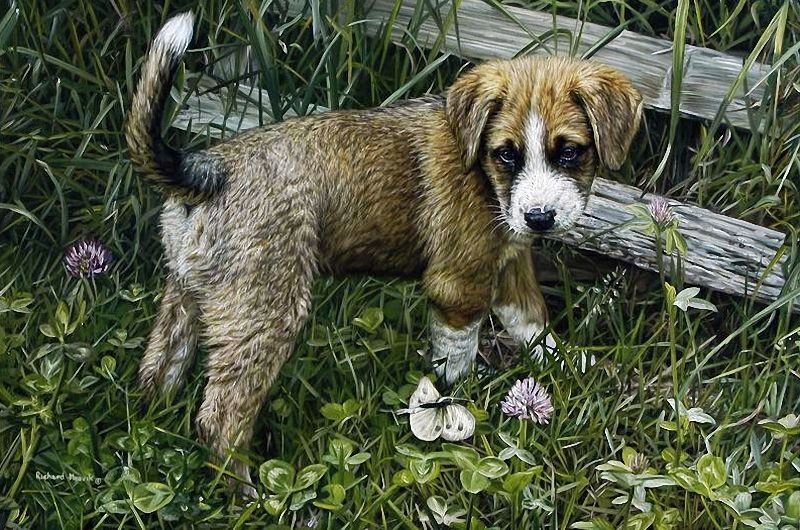 Собака - животные - оригинал