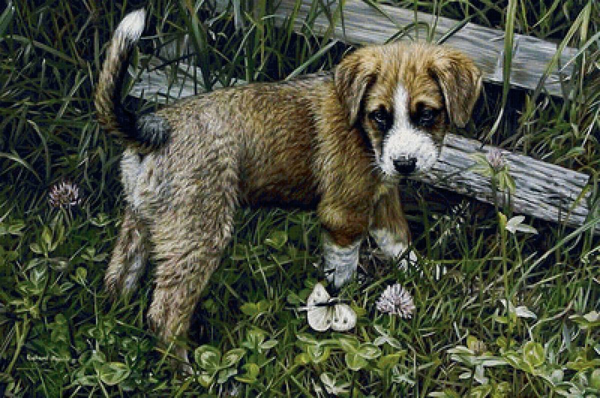 Собака - животные - предпросмотр