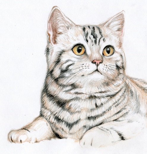 Кот - оригинал