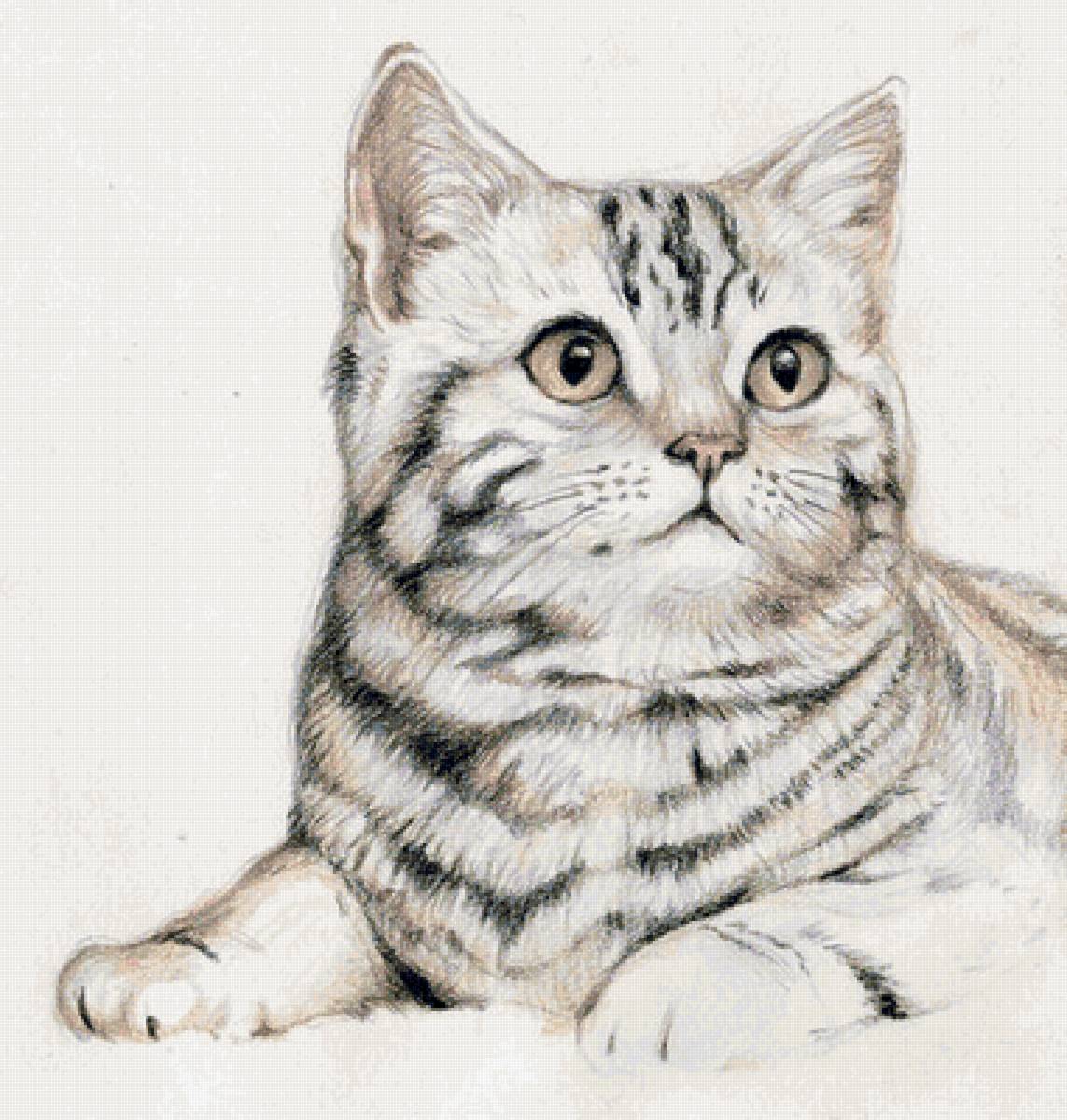 Кот - предпросмотр