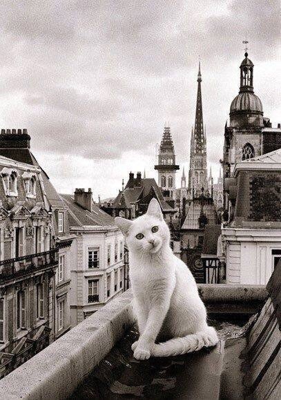 уличный котик - улица, монохром, кот, кошка - оригинал