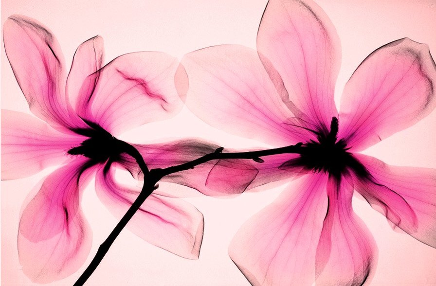 цветок - цветок - оригинал