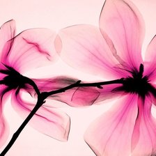 Схема вышивки «цветок»