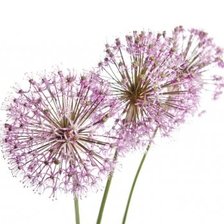 Схема вышивки «цветок, одуванчик»