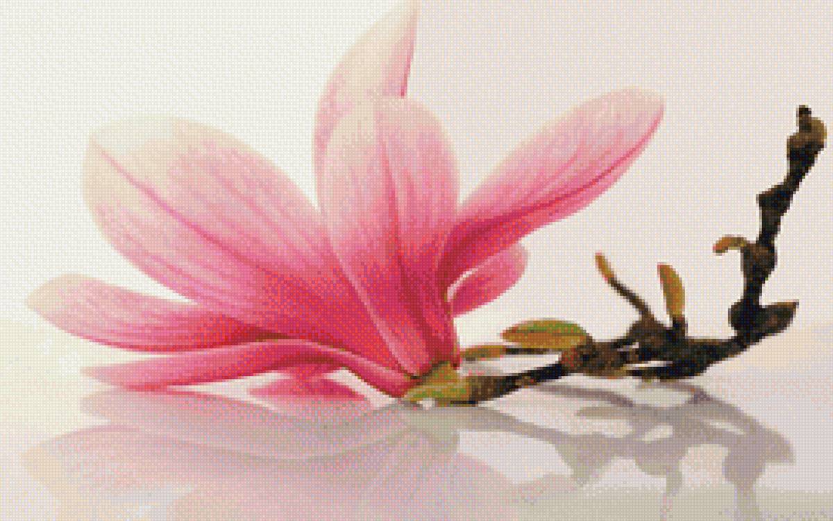 магнолия - магнолия, цветок, ветка - предпросмотр