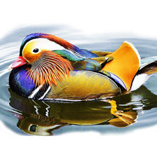 Схема вышивки «Мандаринка»