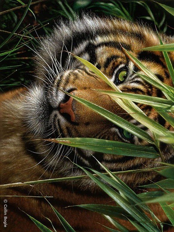 Тигр - взгляд, глаза, хищник - оригинал