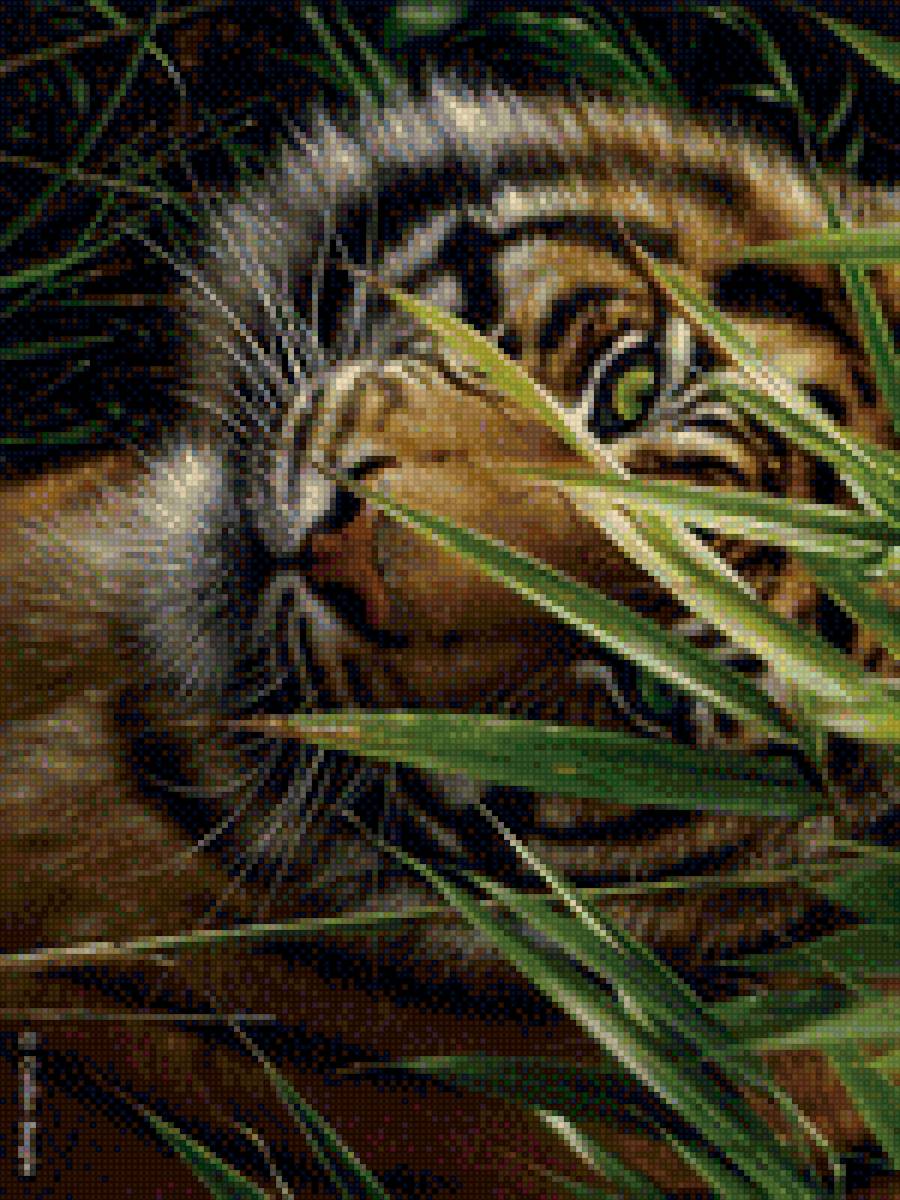 Тигр - взгляд, хищник, глаза - предпросмотр