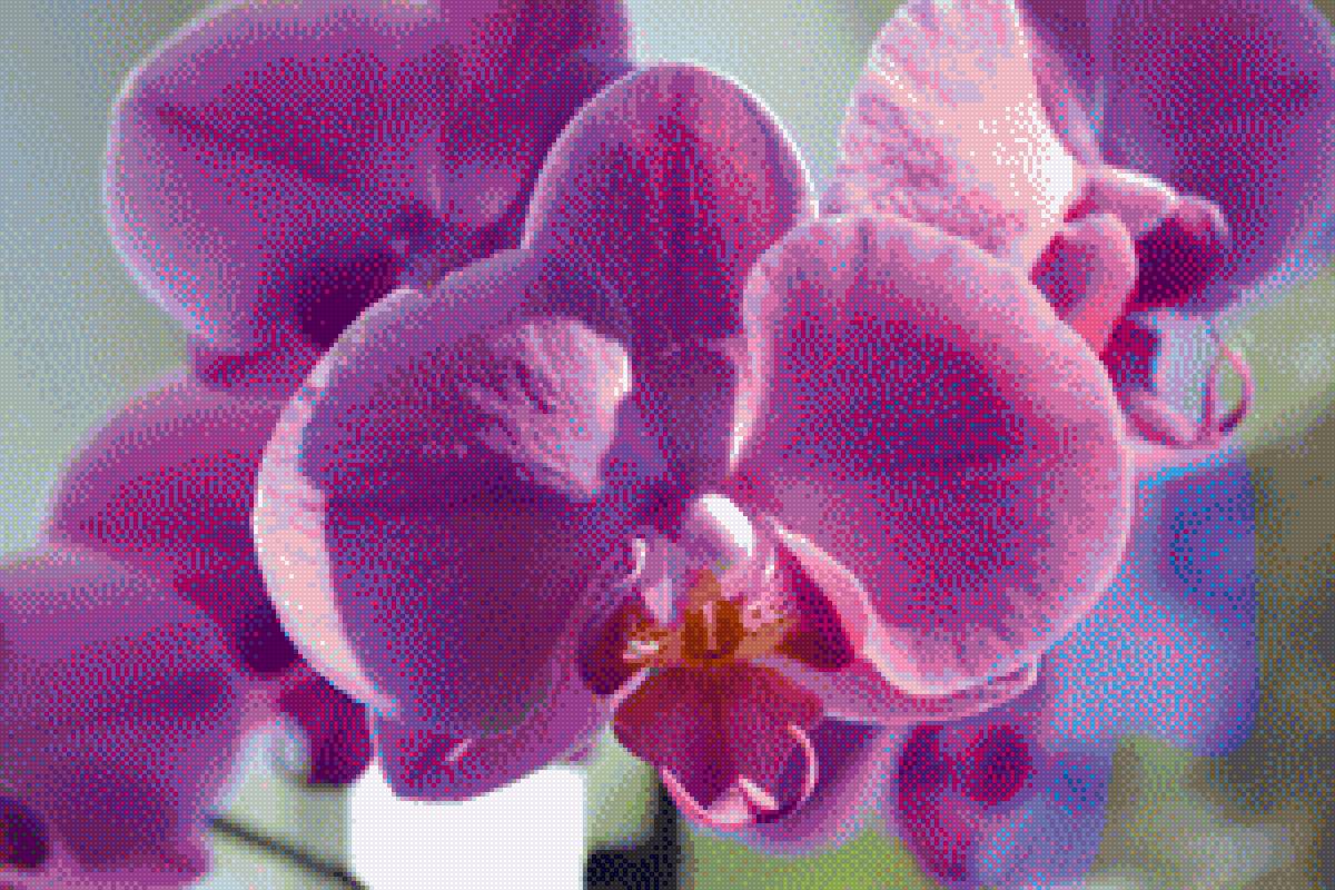 Орхидея. - орхидея, цветы, цветок - предпросмотр