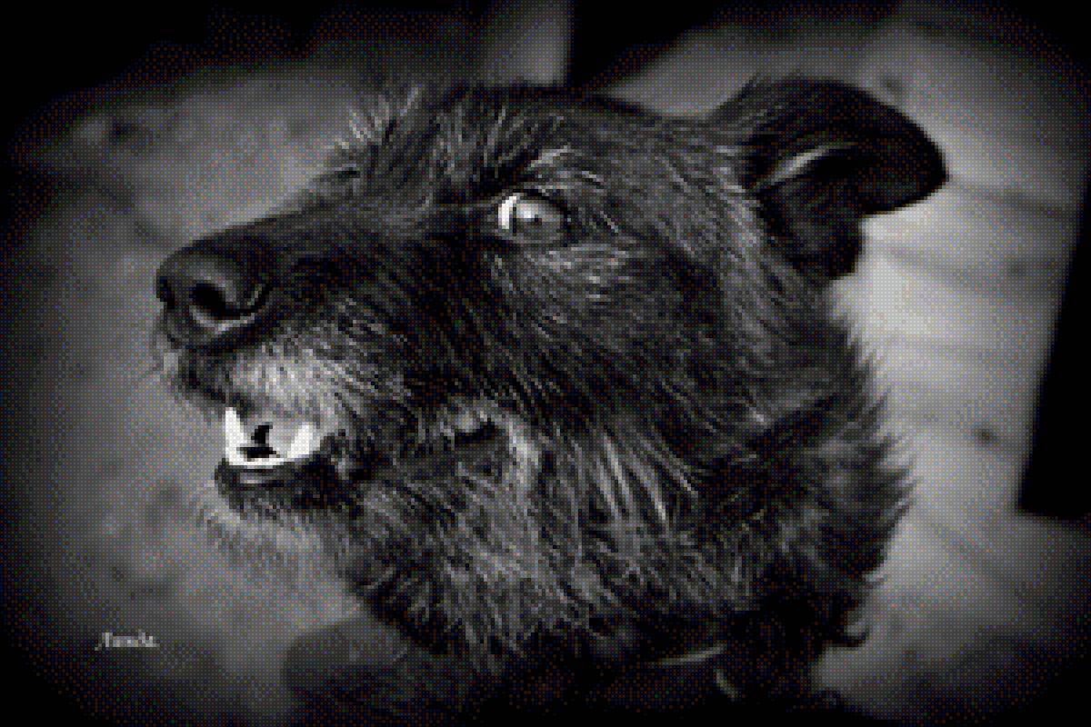 Линда. - собака. щенок. символ года, новый год. - предпросмотр