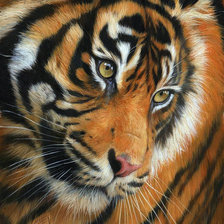 Схема вышивки «Тигр»