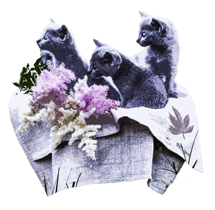 котята - оригинал