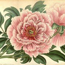 Схема вышивки «№1610506»