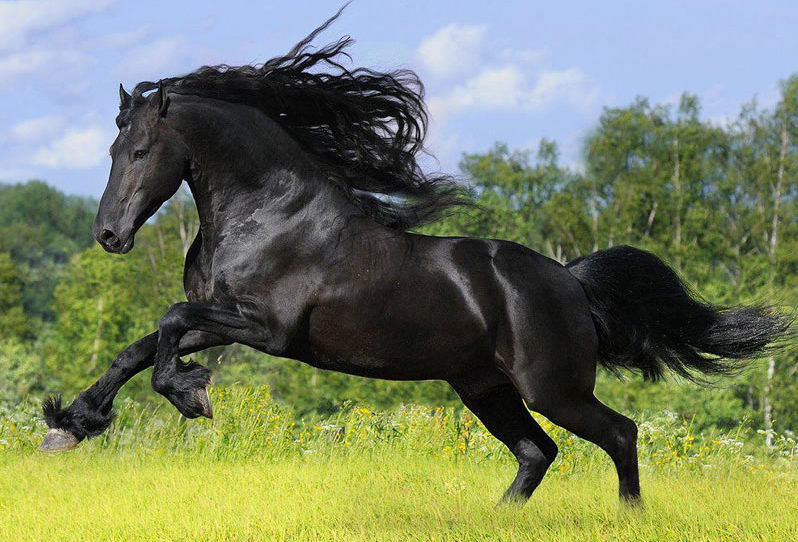 Cavalo Lusitano - portugal - оригинал